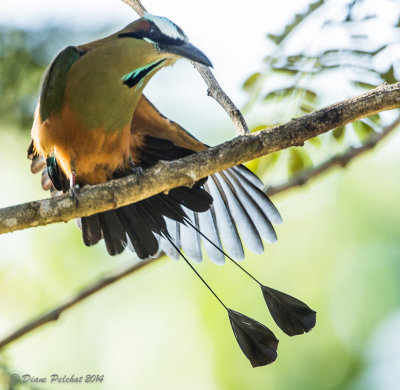 Motmot à sourcils bleusTurquoise-browed Motmot_MG_5102.jpg
