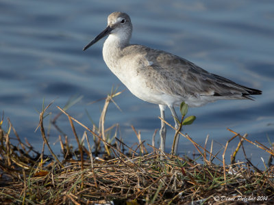 Chevalier semipalméWillet_MG_4597.jpg