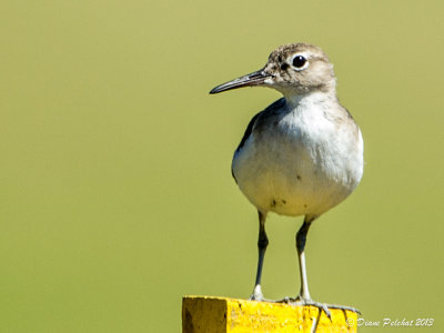 Chevalier semipalméWillet_MG_6315.jpg
