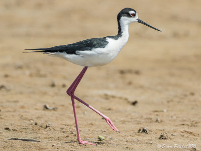 Échasse d'AmériqueBlack-necked Stilt1M8A2801.jpg