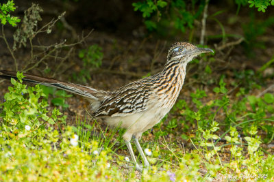 Grand GéocoucouRoad runner1M8A6492.jpg