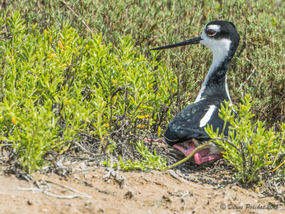 Échasse d'AmériqueBlack-necked Stilt1M8A2823.jpg