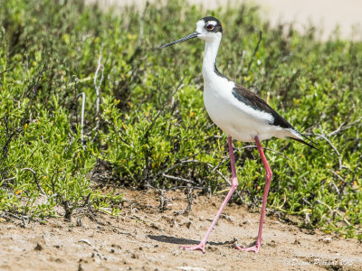 Échasse d'AmériqueBlack-necked Stilt1M8A2814.jpg