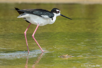 Échasse d'AmériqueBlack-necked Stilt1M8A2825.jpg
