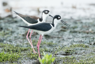 Échasse d'AmériqueBlack-necked Stilt1M8A3869.jpg