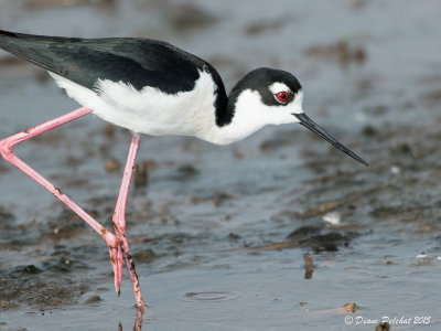 Échasse d'AmériqueBlack-necked Stilt1M8A3906.jpg