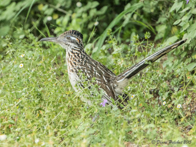 Grand GéocoucouRoad runner1M8A6590.jpg