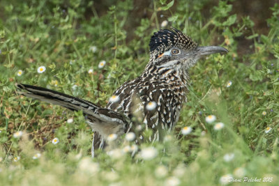 Grand GéocoucouRoad runner1M8A6566.jpg