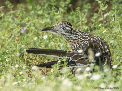 Grand GéocoucouRoad runner1M8A6563.jpg