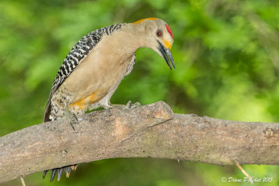 Pic à front doréGolden-fronted Woodpecker1M8A6325.jpg