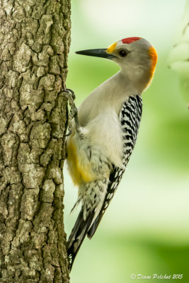 Pic à front doréGolden-fronted Woodpecker1M8A6184.jpg