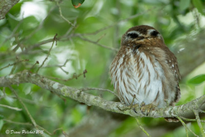 Chevêchette brune<br/> Ferruginous Pygmy Owl<br/>1M8A6028.jpg