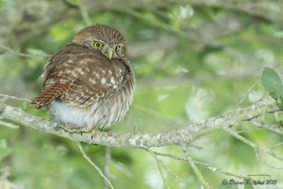 Chevêchette brune Ferruginous Pygmy Owl1M8A6105.jpg