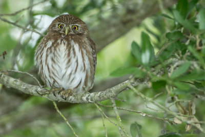 Chevêchette brune Ferruginous Pygmy Owl1M8A5977.jpg