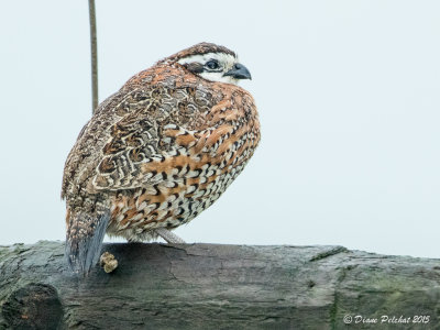 Colin de VirginieNorthern Bobwhite1M8A7584.jpg