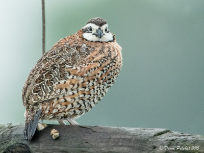 Colin de VirginieNorthern Bobwhite1M8A7620.jpg