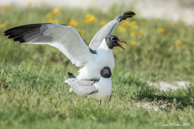 Mouette atricilleLaughing Gull1M8A3237.jpg