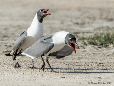 Mouette atricilleLaughing Gull1M8A3306.jpg