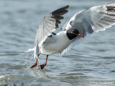 Mouette atricilleLaughing Gull1M8A3400.jpg