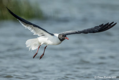 Mouette atricilleLaughing Gull1M8A3403.jpg