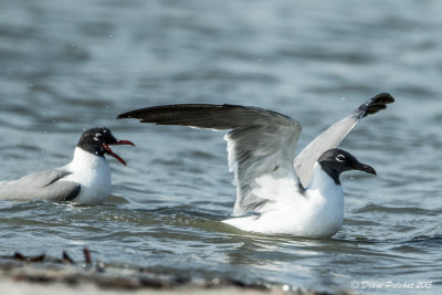 Mouette atricille,br Laughing Gull1M8A3385.jpg