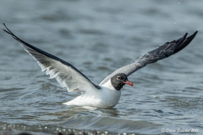 Mouette atricilleLaughing Gull1M8A3399.jpg