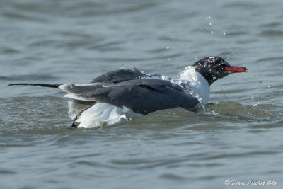 Mouette atricilleLaughing Gull1M8A3370.jpg