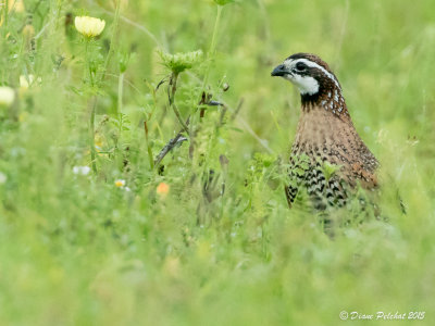 Colin de VirginieNorthern Bobwhite1M8A7550.jpg