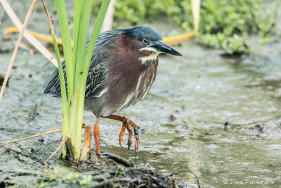 Héron vertGreen Heron1M8A4733.jpg