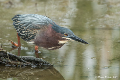 Héron vertGreen Heron1M8A4745.jpg