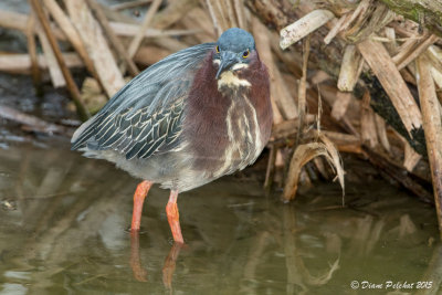 Héron vertGreen Heron1M8A4730.jpg