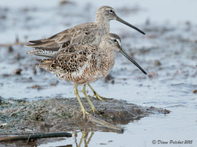 Grand ChevalierGreater Yellowlegs1M8A3698.jpg