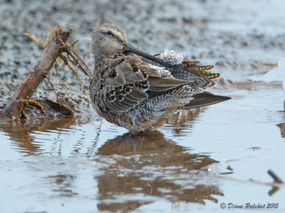 Grand ChevalierGreater Yellowlegs1M8A4506.jpg