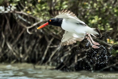 Huîtrier d'AmériqueAmerican Oystercatcher1M8A2744.jpg