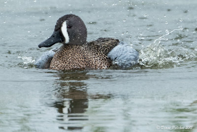 Sarcelle à ailes bleuesBlue-wingeg Teal1M8A3575.jpg