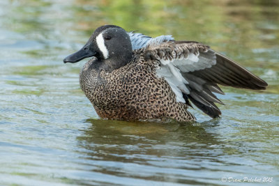 Sarcelle à ailes bleuesBlue-wingeg Teal1M8A3733.jpg