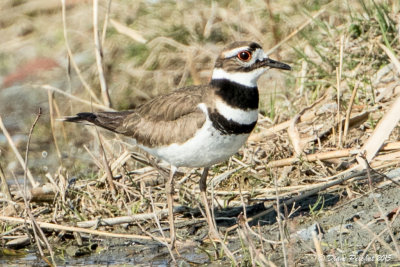 Pluvier KildirKilldeer1M8A8723.jpg