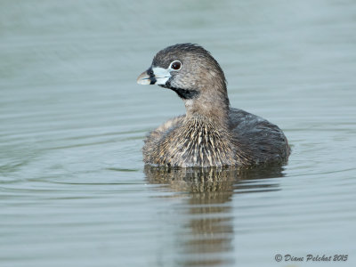 Grèbe à bec bigarréPied-billed Grebe1M8A3625.jpg