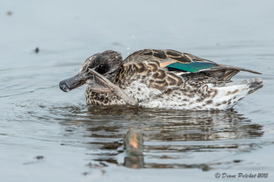 Sarcelle d'hiverGreen-winged Teal1M8A3618.jpg