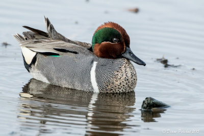 Sarcelle d'hiverGreen-winged Teal1M8A3715.jpg
