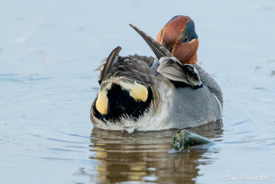 Sarcelle d'hiverGreen-winged Teal1M8A3704.jpg