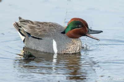 Sarcelle d'hiverGreen-winged Teal1M8A3696.jpg