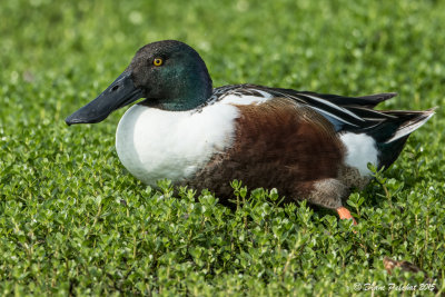 Canard souchetNorthern Shoveler1M8A3969.jpg