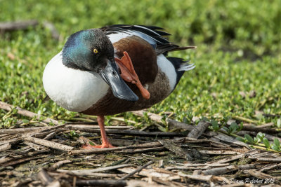 Canard souchetNorthern Shoveler1M8A3985.jpg