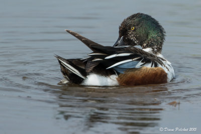 Canard souchetNorthern Shoveler1M8A3990.jpg