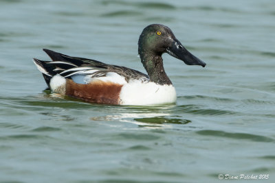 Canard souchetNorthern Shoveler1M8A4054.jpg