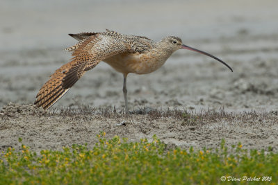 Courlis à  long becLong-Billed Curlew1M8A4273.jpg