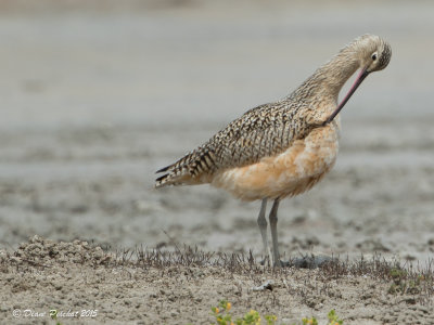 Courlis à  long becLong-Billed Curlew1M8A4269.jpg