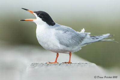 Sterne pierregarinCommon Tern1M8A4532.jpg