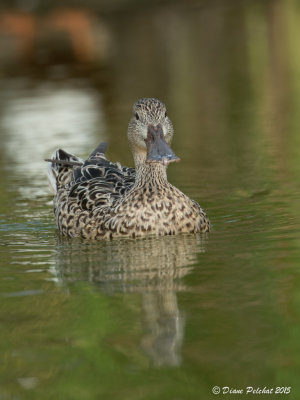 Canard souchetNorthern Shoveler1M8A4700.jpg